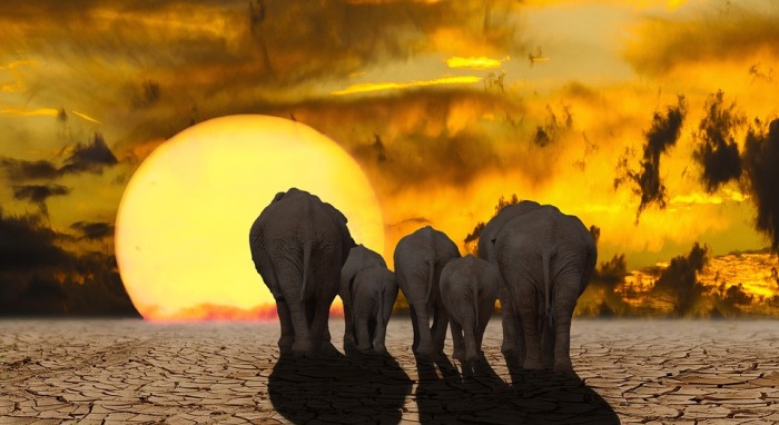 elephants climate